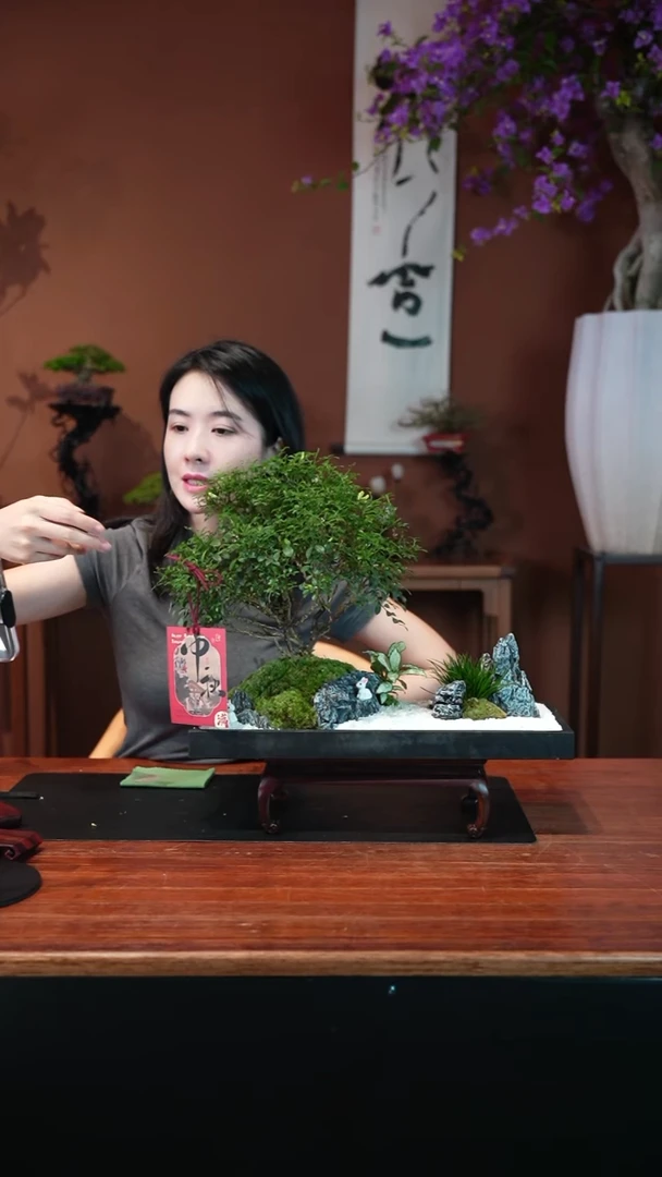 无花朵九里香长方形盆景盆景盆景