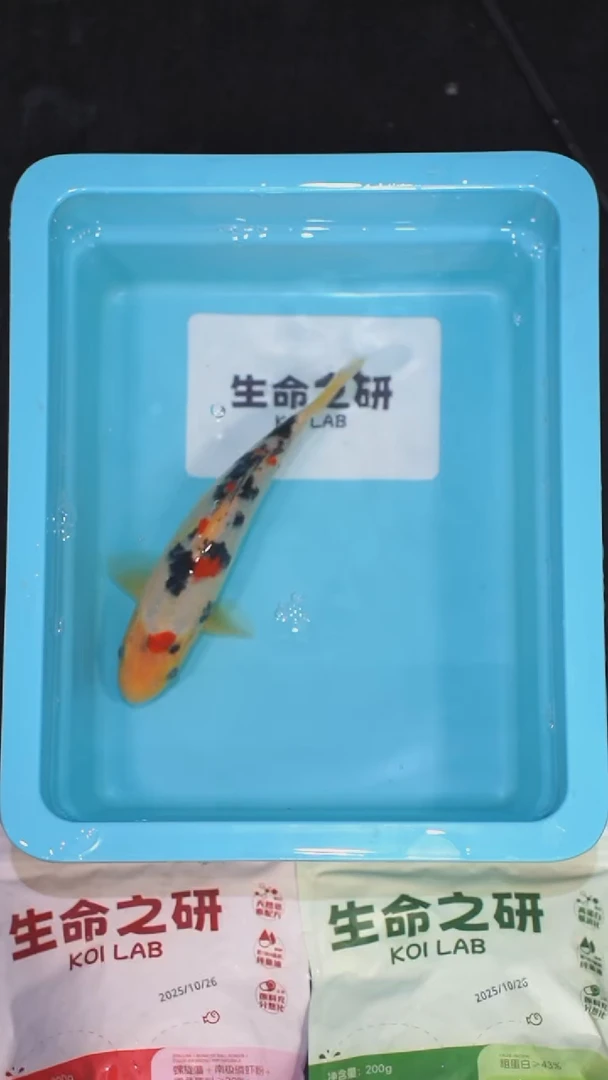 锦鲤血统大正锦鲤红白锦鲤丹顶红白丹顶三色