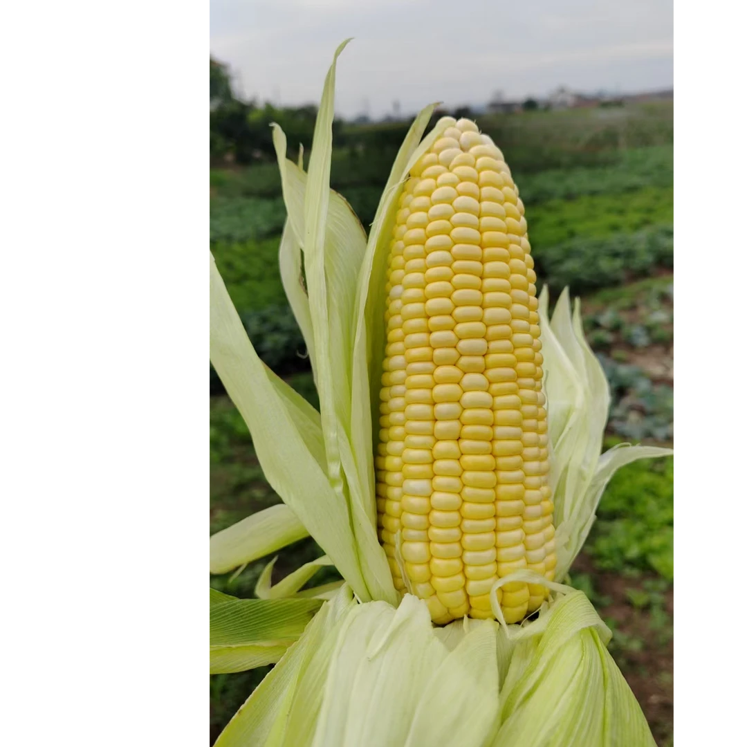 【两河】农家露天种植甜玉米嫩玉米鲜玉米现摘现发