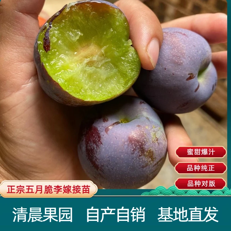 五月脆李嫁接苗（清晨果园自用苗标准）