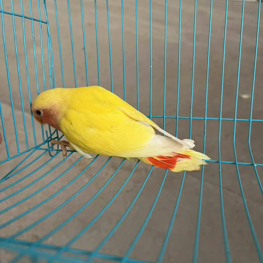 新号福利商丘牡丹鹦鹉宠物小鸟绿桃黄桃鹦鹉牡丹鹦鹉活体鸟包邮