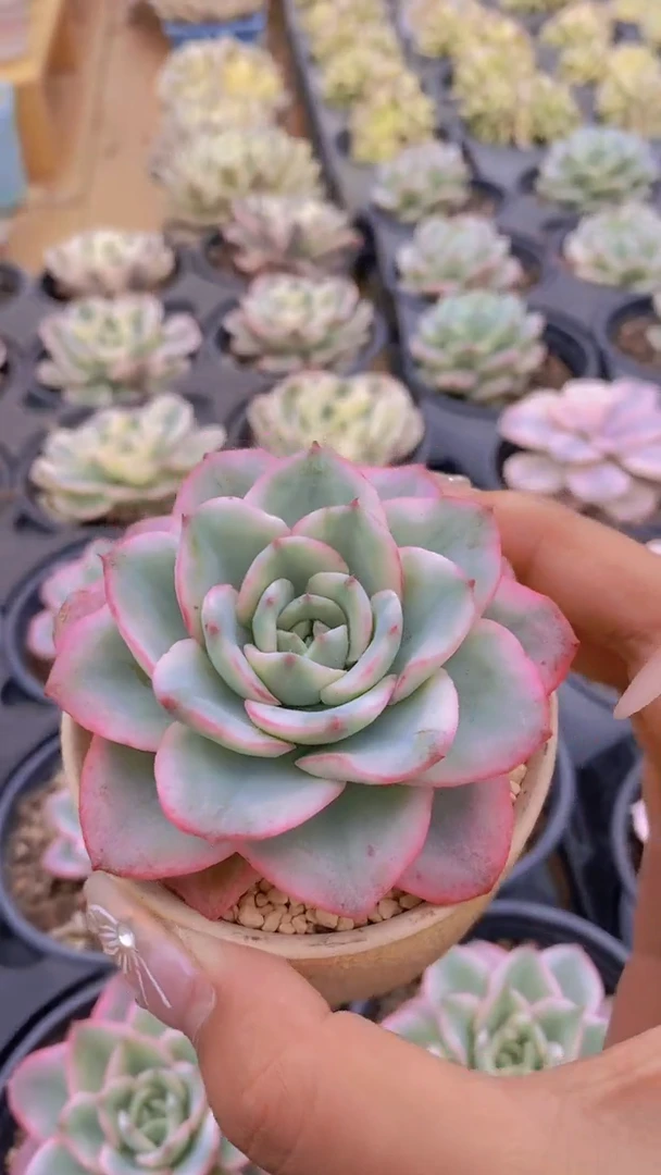 A356-奶油黄桃锦带盆土（量拍）