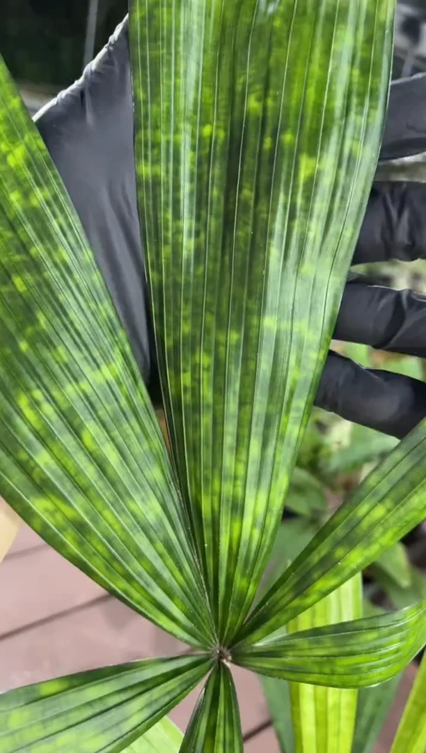 毛花拉诺棕FC-5976