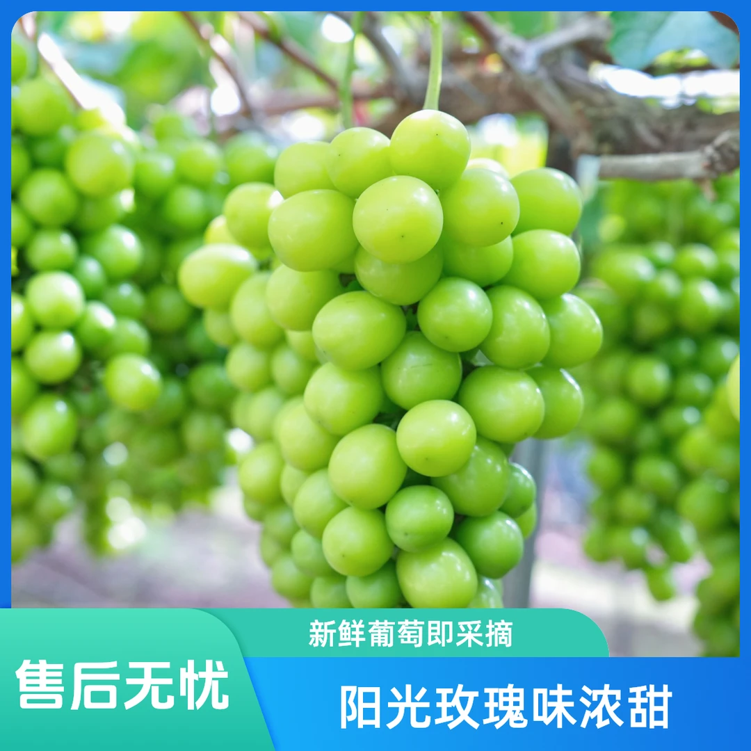 阳光玫瑰青提阳光玫瑰葡萄新鲜四川省