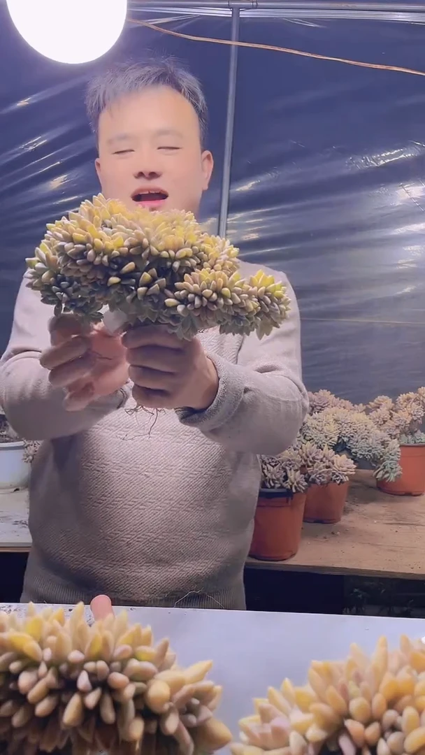 【闪购商品】缀化198