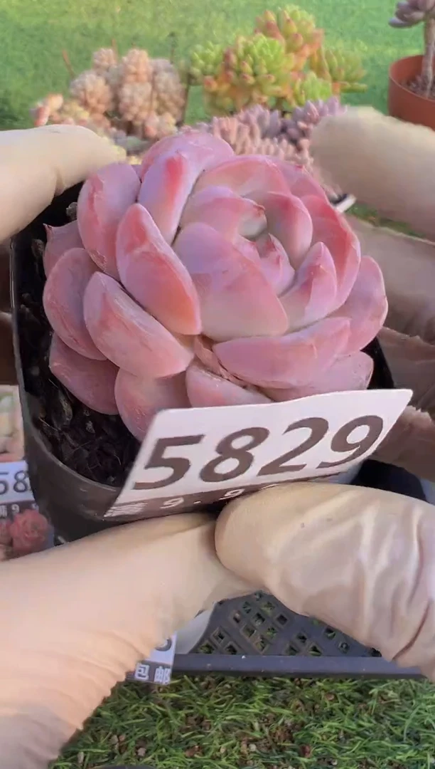 【闪购商品】信福多肉一物一拍