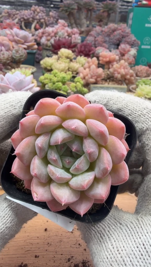 东云多肉园三店-59