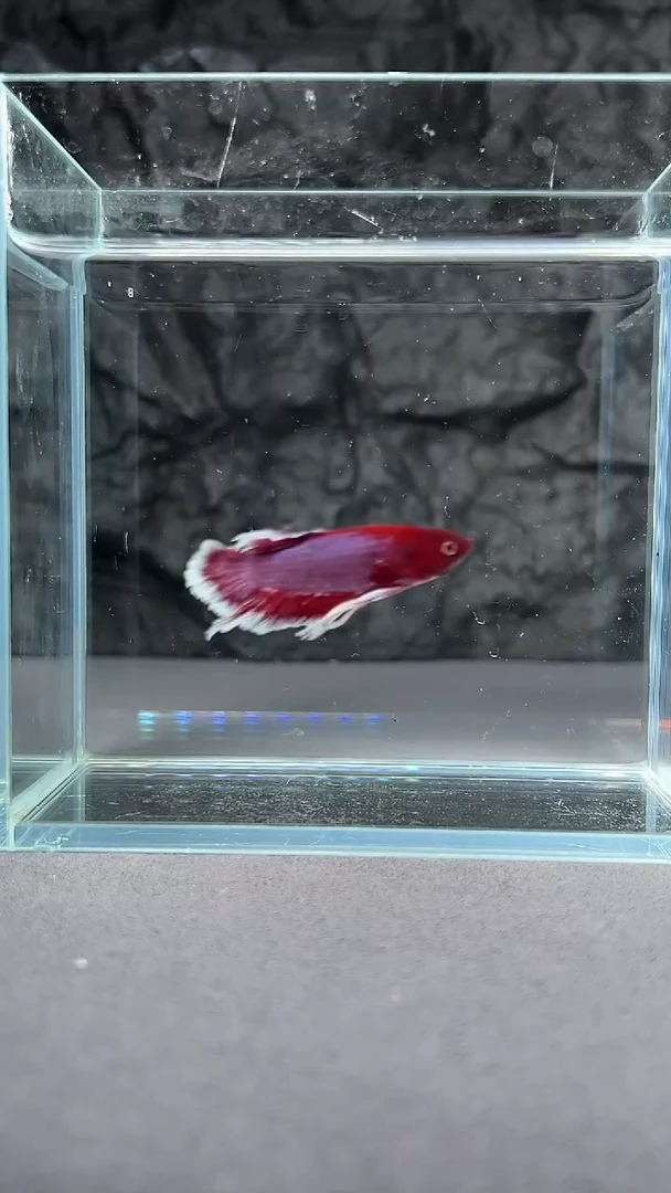 斗鱼竞拍链接S045