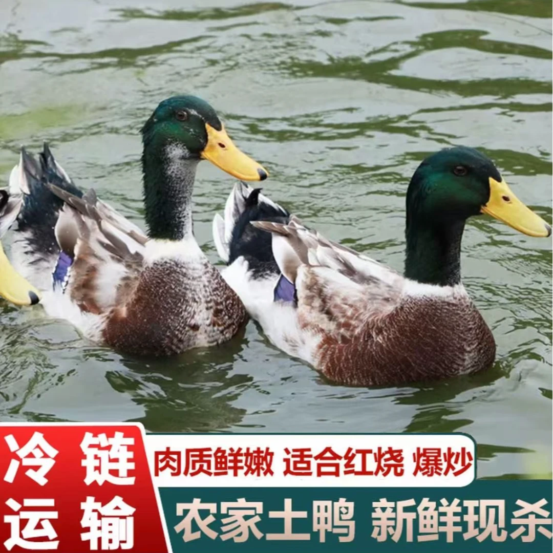 【大葱家E】农户放养水鸭2只毛重8斤多净重5-6斤 非老鸭净膛发货