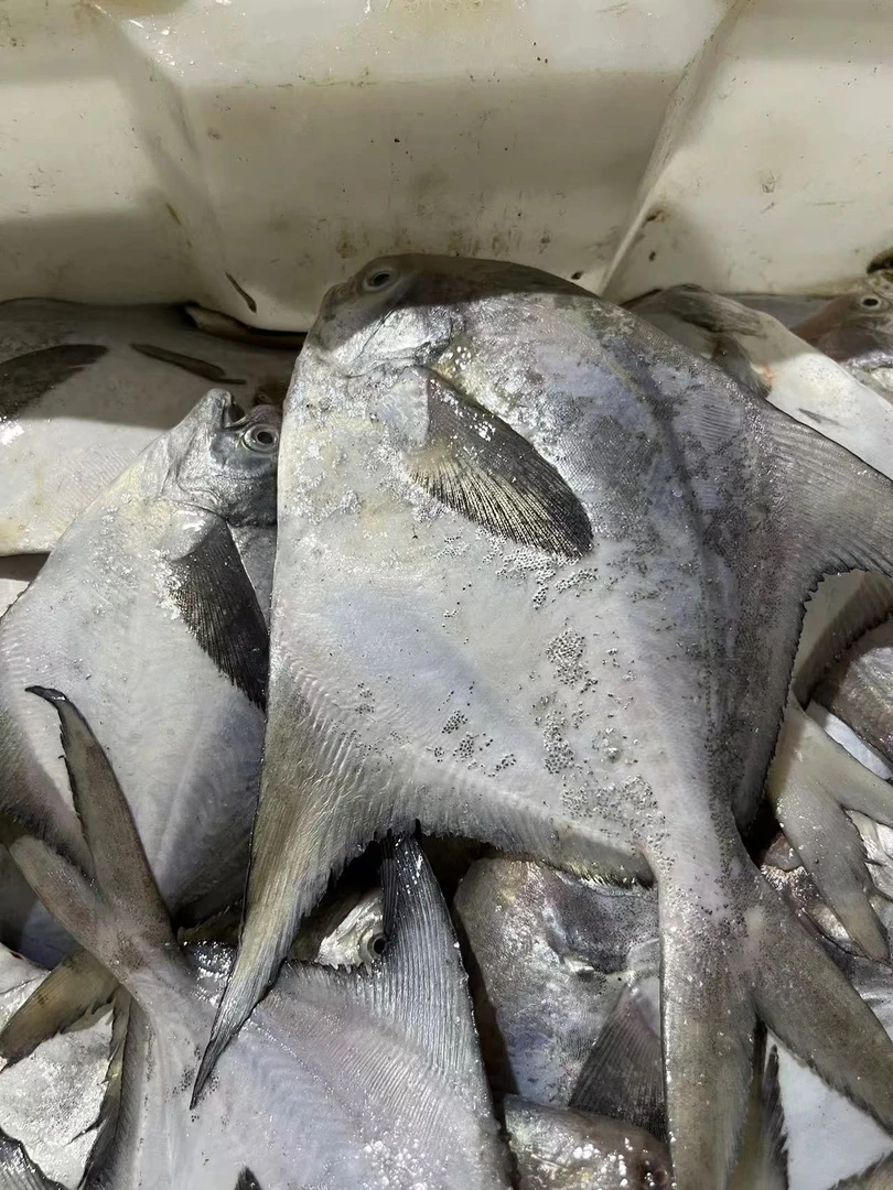 【鲜出海现称小长鳞鲳鱼】宁波石浦海鲜海捕长鳞鲳鱼鲜度鳞片超赞