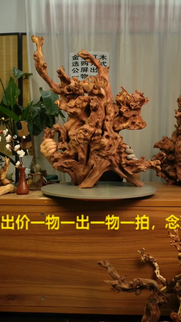 木云南红河金丝红586