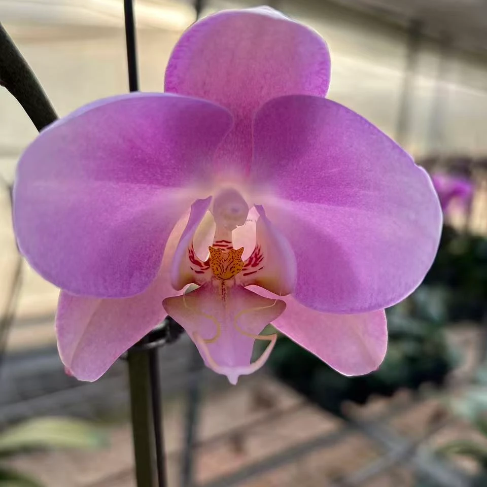 花都优选  蝴蝶兰（芳美女朋友） 带花带花苞