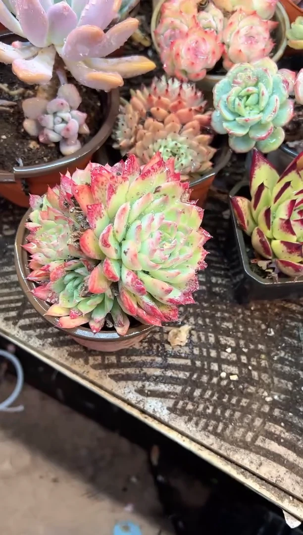 花***宿多肉植物一物一拍26427