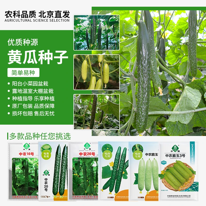 【农科院中蔬】各种黄瓜种子春夏秋刺黄瓜种子盆栽蔬菜种子水黄瓜