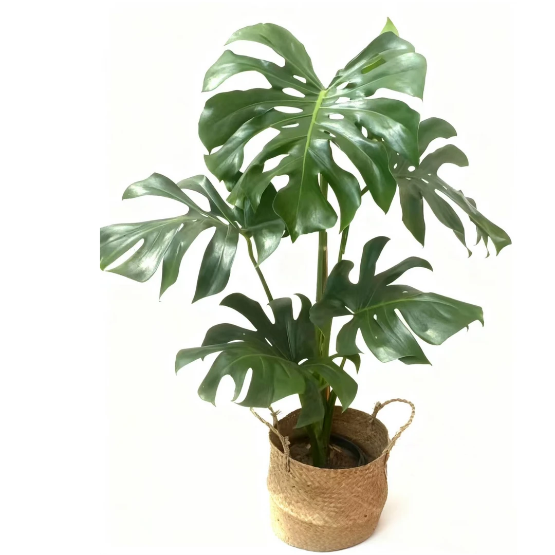 精品独杆老桩造型龟背竹室内绿植盆栽