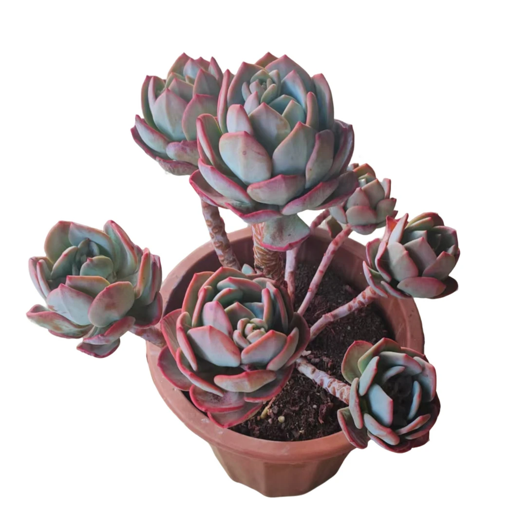 高红杯白月光多肉植物优选精选发货种植售后基地自产自销品相