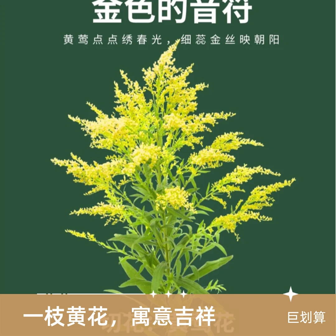 【花鲜丰】黄莺草万能配草次日达居家水培鲜花