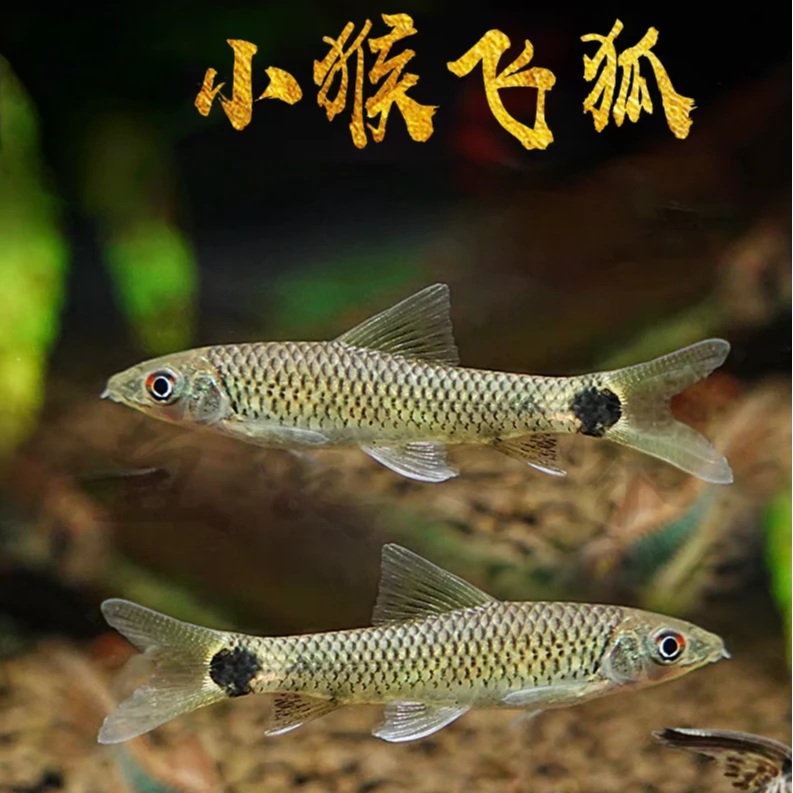 小猴飞狐鱼  工具鱼  3厘米左右