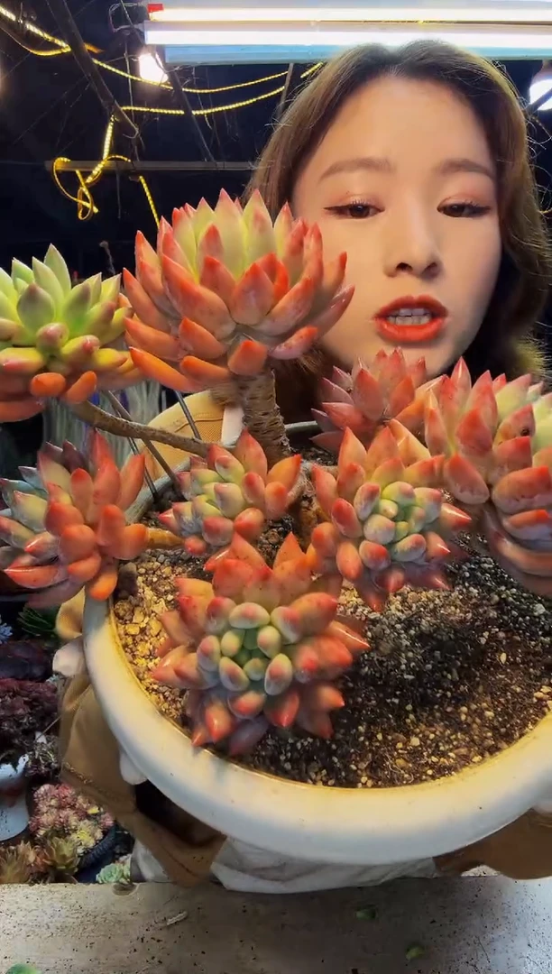 所罗门一物一拍带盆（物流自理）