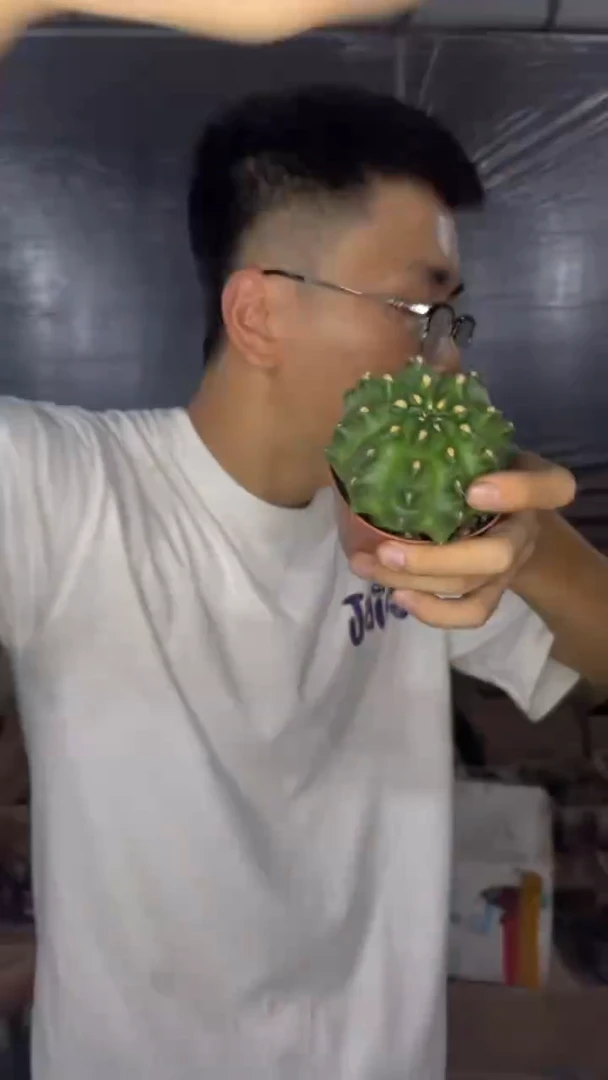 米哈石化【带根】5cm