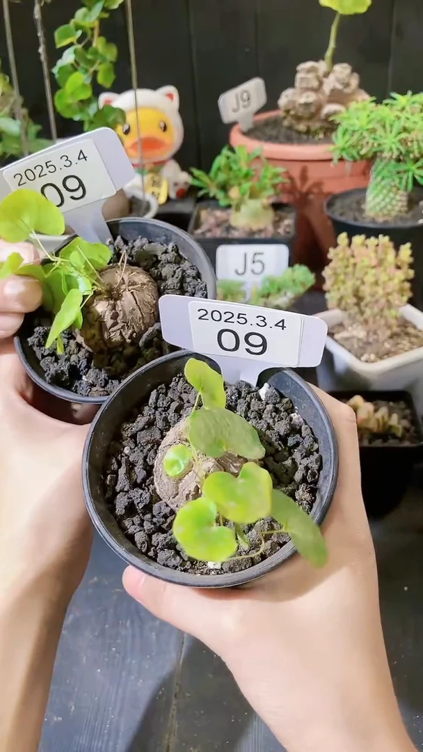 【闪购商品】南非龟甲龙3.4.9