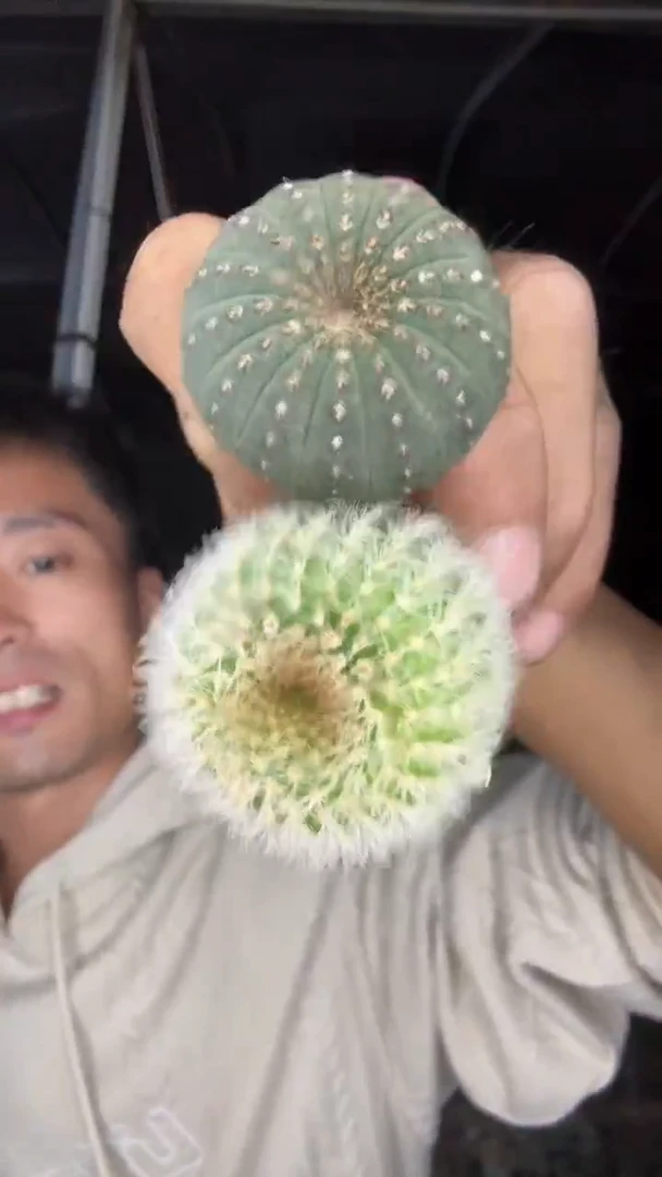 白刺世童大型世童15.99