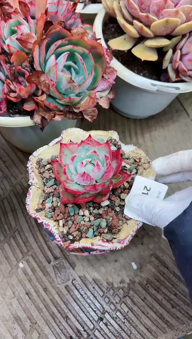 【闪购商品】21022