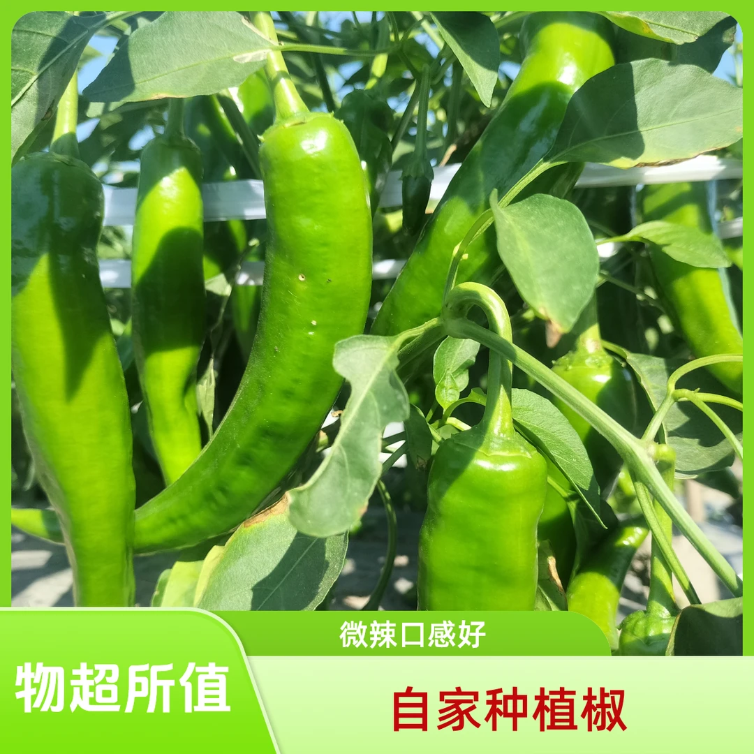 自家种植微辣尖椒