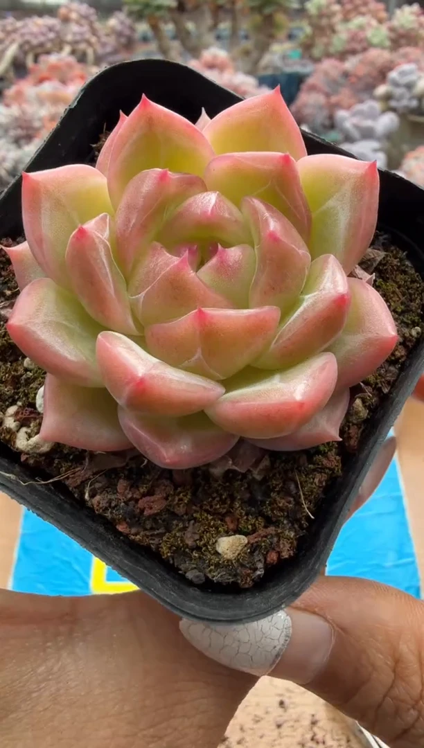 东云多肉园二店-270