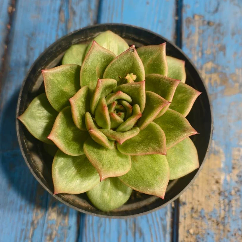 【百丽多肉】蔷薇玛利亚  精品整桩 莲花座多肉 植物批发 一单包邮！