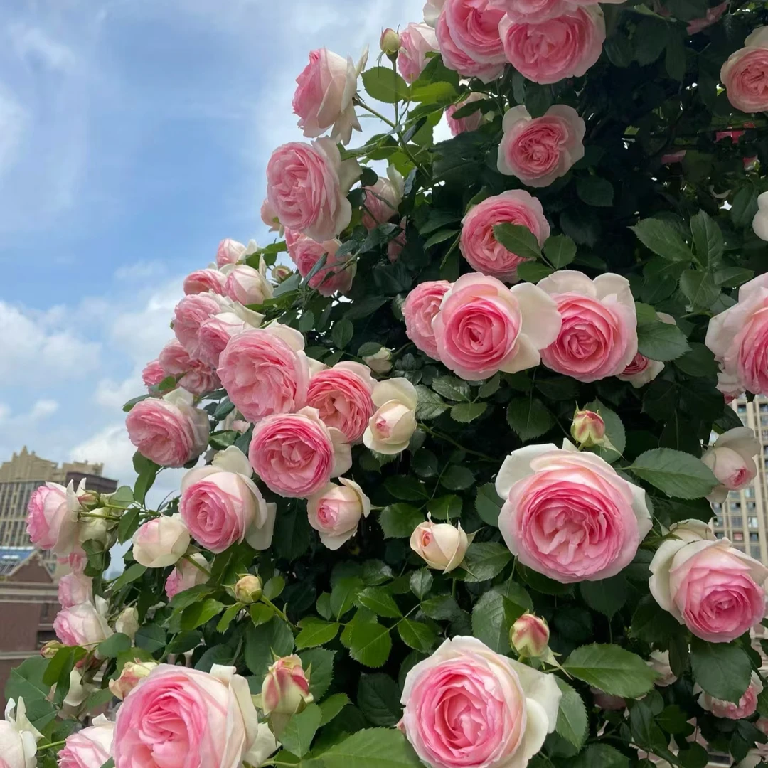 【买三送一】云南昆明基地现挖现发爬藤玫瑰花苗四级开花爆花机器