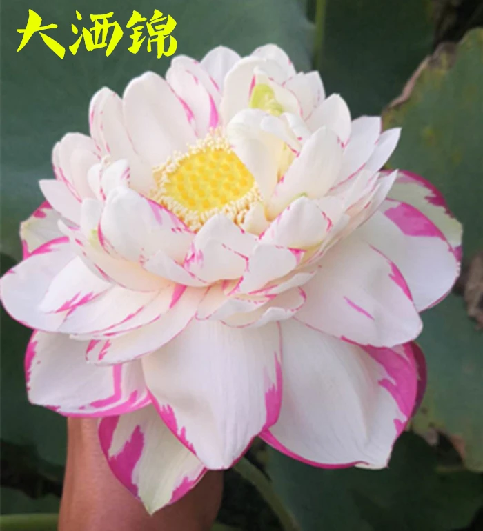 (小刘荷花)大型荷花种藕包对版大型高杆精品荷花盆栽池栽