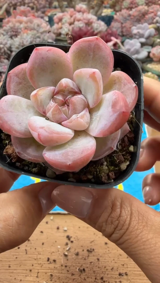 东云多肉园二店-183