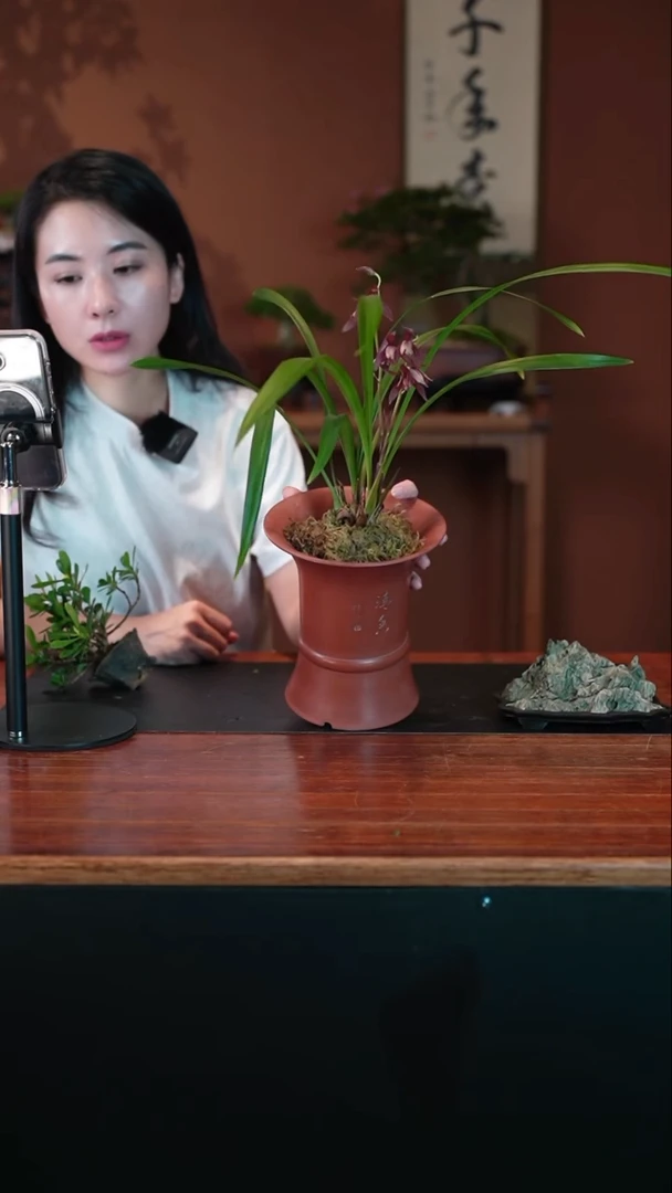 无花朵暮山紫盆景盆景盆景