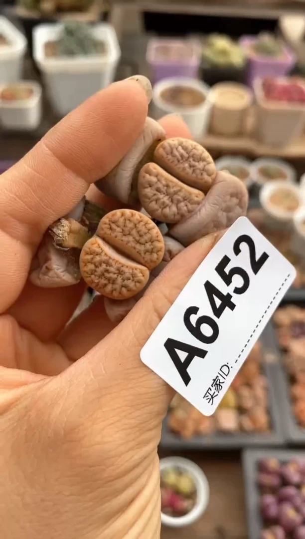 【闪购商品】6452直播一物一拍