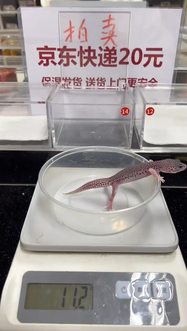 豹纹守宫0000000000000