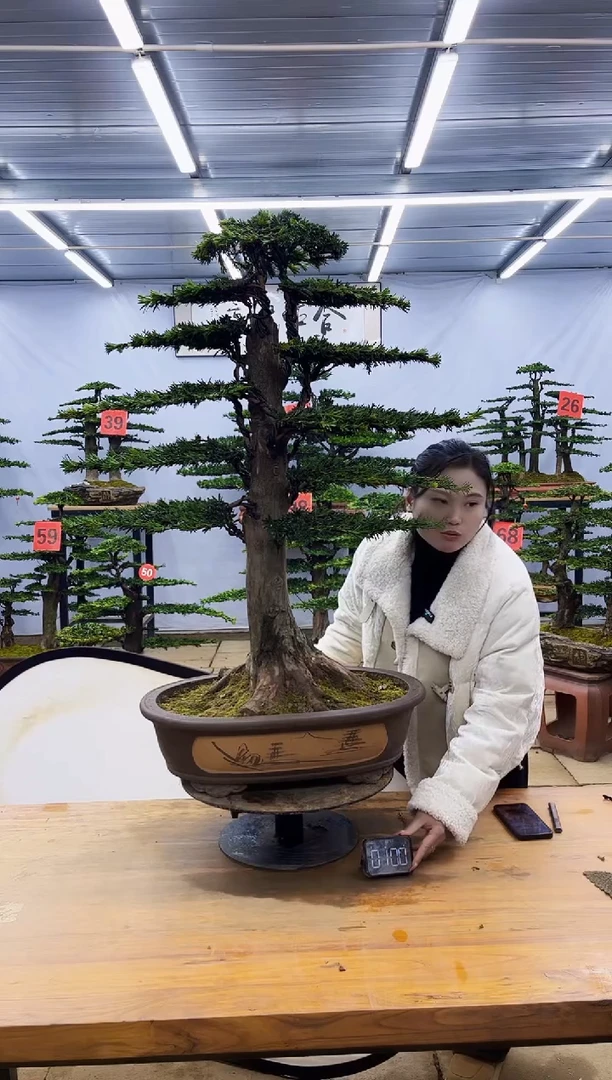 【闪购商品】高端盆景一物一拍，所见即所得