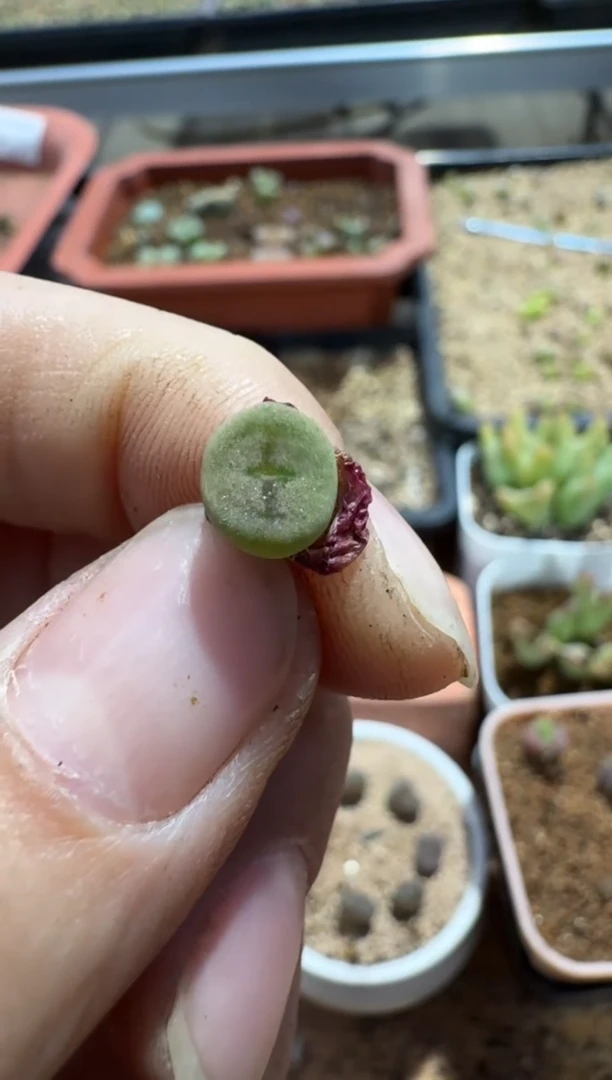 【闪购商品】7-596