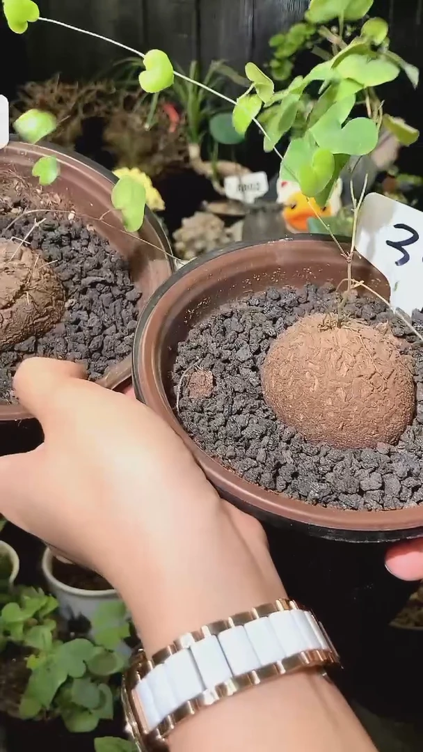 30号1030福利特价南非龟甲龙套餐