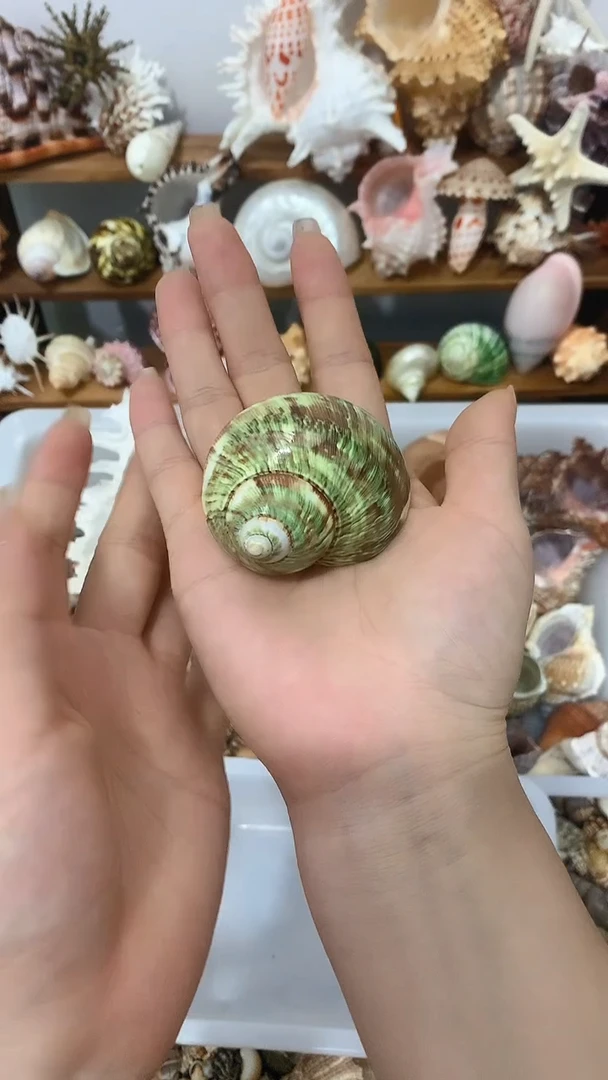 绿猫眼海螺天然绿古文