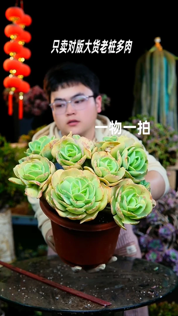 【闪购商品】27号超大鸡蛋碧桃