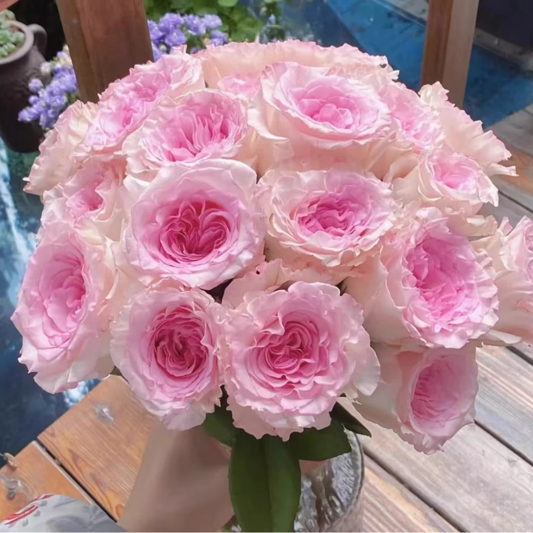 【甜美系洛神】云南基地鲜花玫瑰 插花高品质 任意鲜花拍三单送花瓶