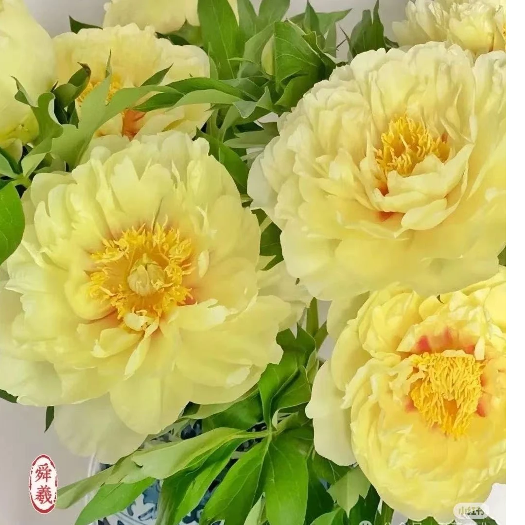 【芍药合集】进口芍药低中端种苗易成活基地芍药花直发牡丹花卉鲜花