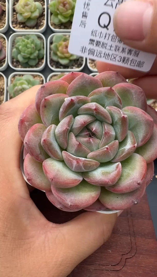 202T带盆土发 当场拍3颗以上包柚 多肉植物 一物一拍