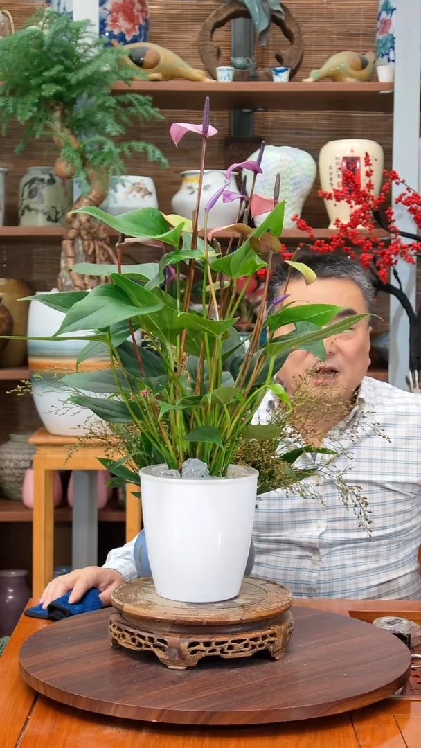 无花朵华*水之韵水培齐祖不带瓶