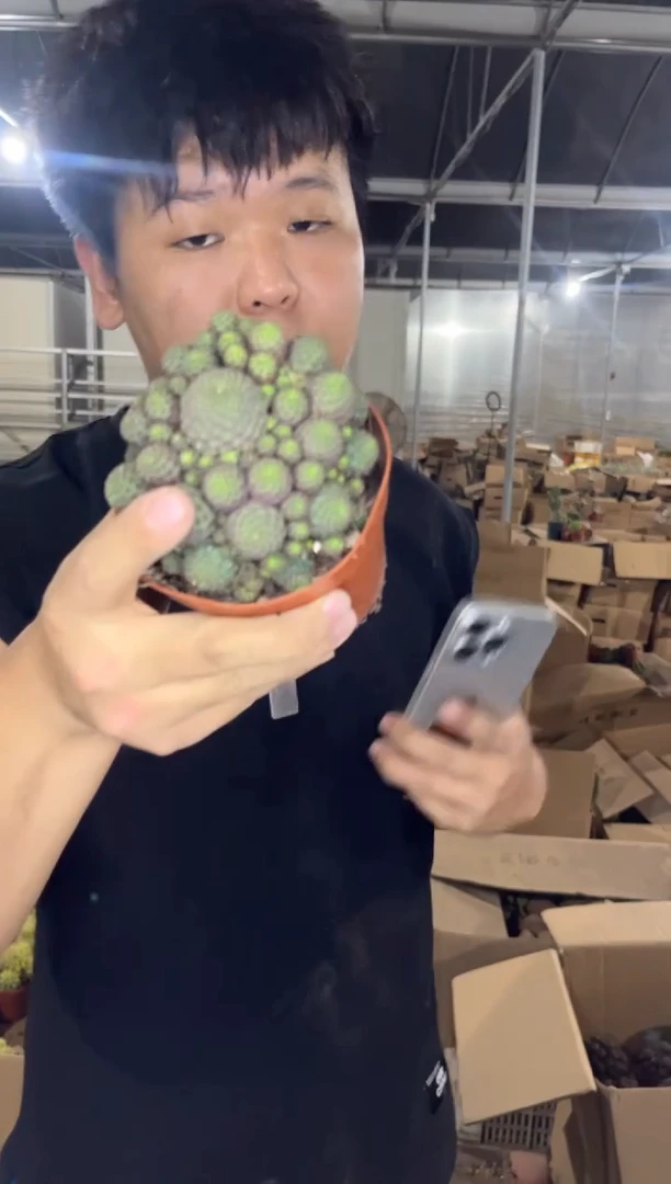 多头 红粒丸【带根】