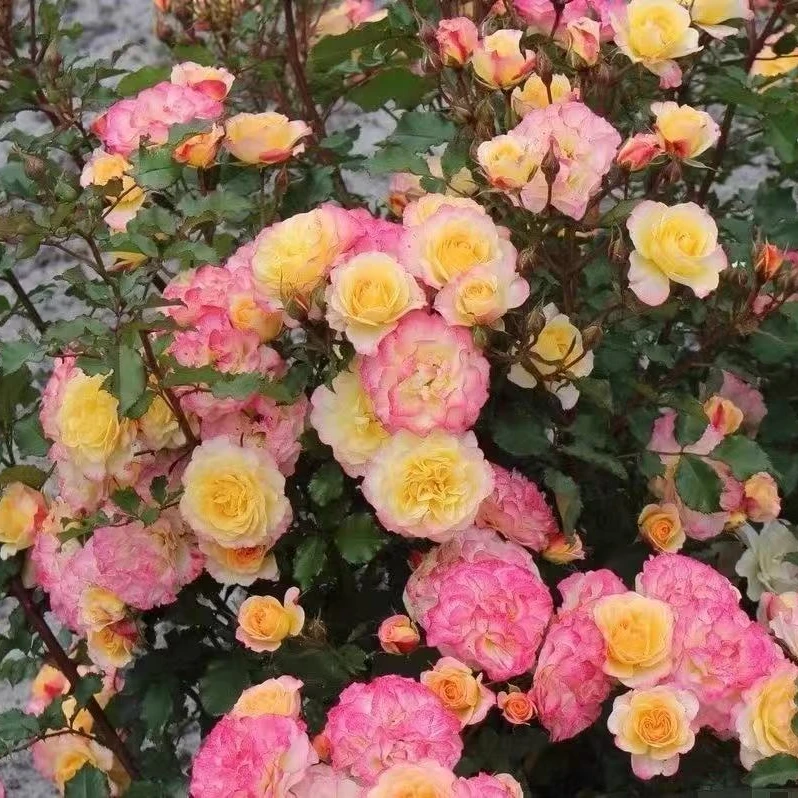 田园憧憬月季 中苗