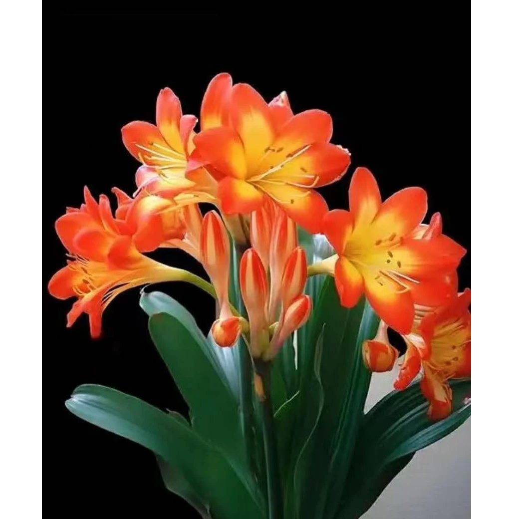 君子兰花盆底座名品办公室