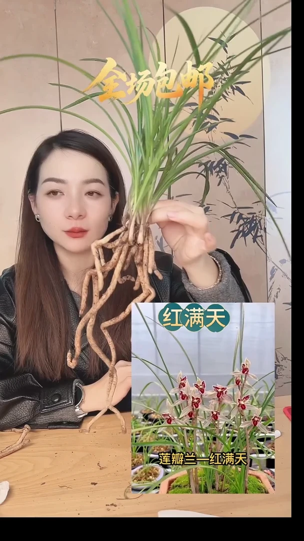当前无花栽培后可以开花：红满天