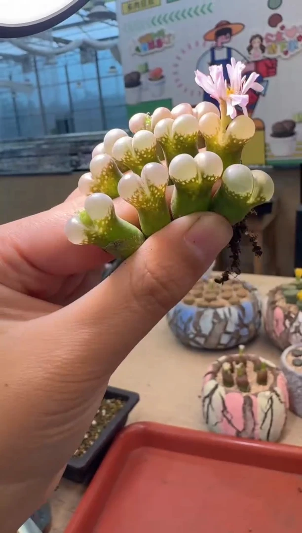 肉锥生石花11-152 一颗